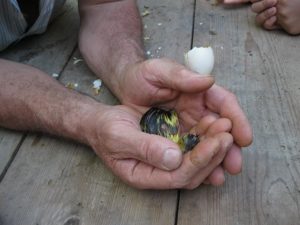 Beppino e il pulcino